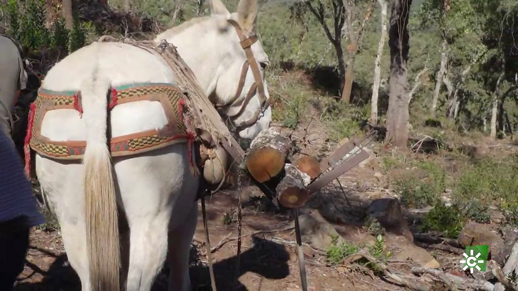 Cargando el mulo