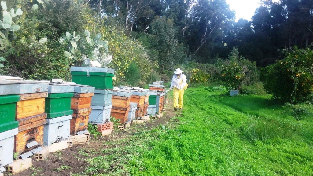 museo de la miel y las abejas de Jerez