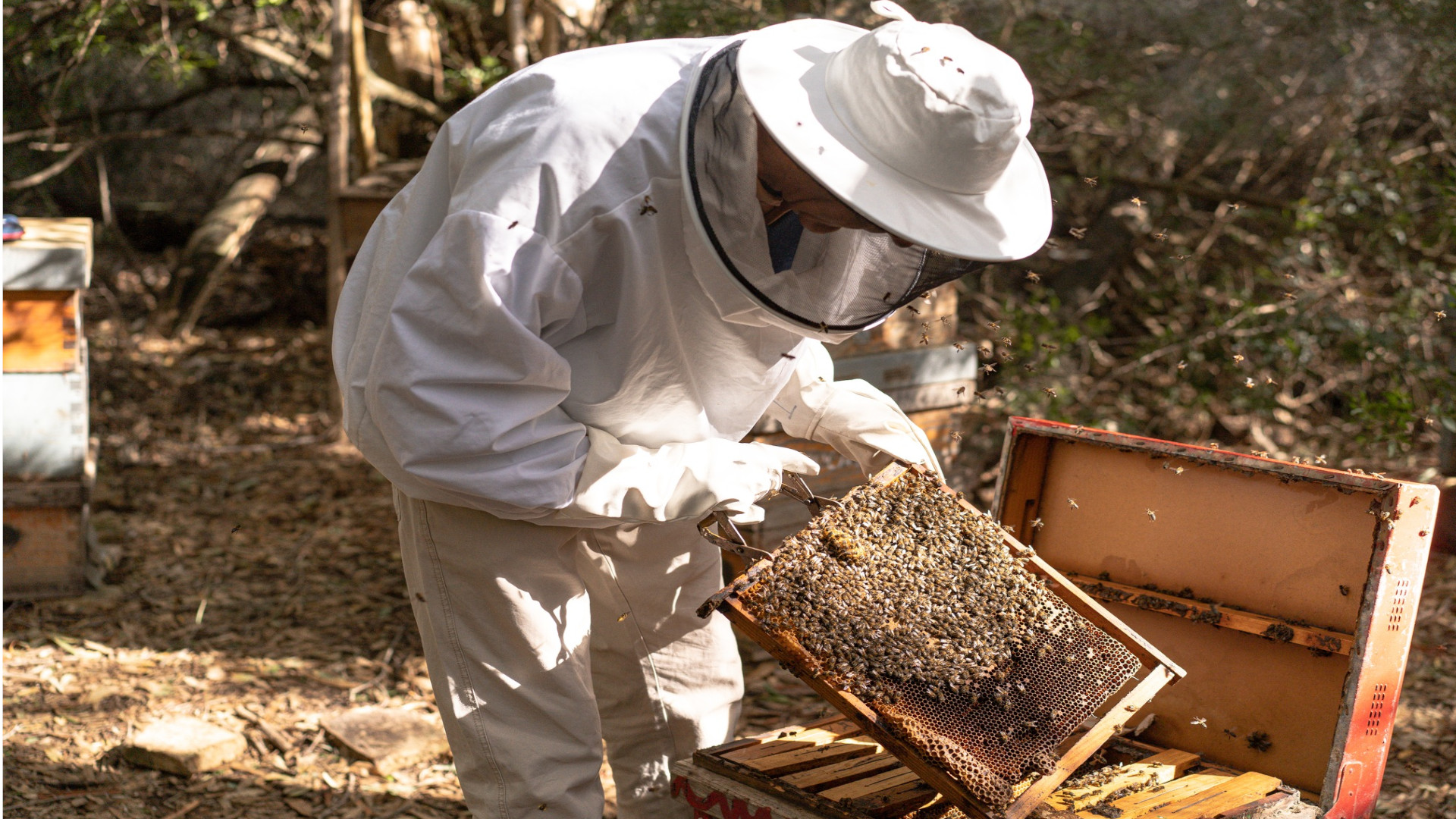 museo de la miel y las abejas de Jerez