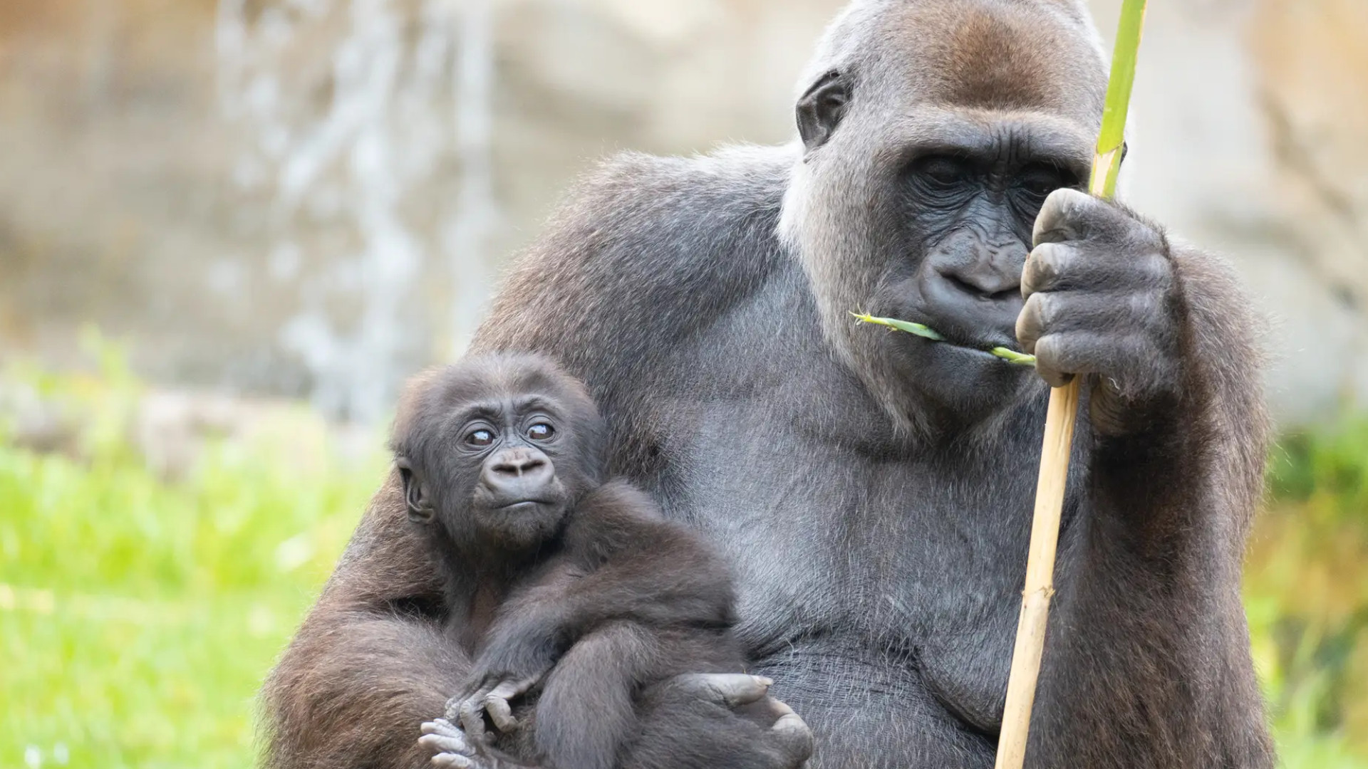 Bioparc Fuengirola