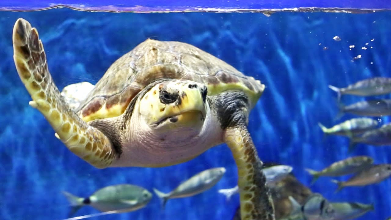 Acuario de Sevilla