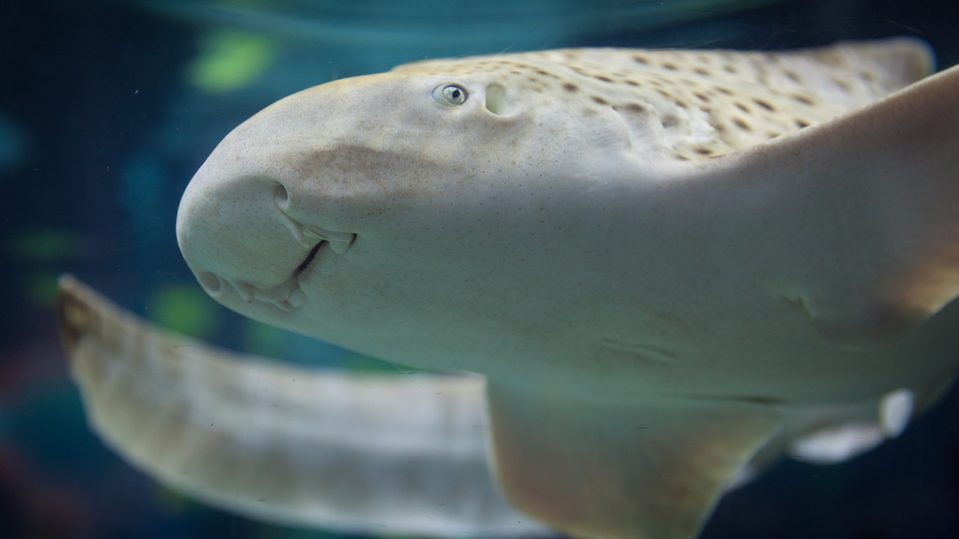 acuario de sevilla la banda
